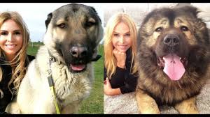 Shows your dog will watch. Wolf Killers Caucasian Shepherd Vs Turkish Kangal Youtube