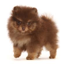 We have established ourselves as a world pomeranian breeder leader in raising and selling pomeranians worldwide to show homes everywhere. Chocolate And Cream Pomeranian Puppy Photograph By Mark Taylor