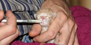 Annesiz Kedi Yavrusu Bulursaniz Bunlari Yapin