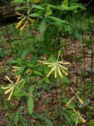 Image result for Caprifoliaceae