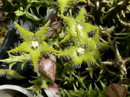 Image result for Orbea dummeri