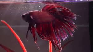 Certainly, not to be described as a friendly watch how it behaves around other fish. Gorgeous Red Male Crowntail Betta His Name Is Barry Youtube
