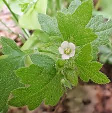 Image result for Hydrophyllaceae