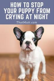 New puppy crying at night? How Long Do Puppies Cry At Night How To Stop A Puppy S Crying Crying At Night Crying Puppy At Night Dog Crying