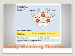 Genotypes cgcg, cgcy, and cycy for a population in. Which Population Is Most Likely To Be In Hardy Weinberg Equilibrium Ekbooks Org