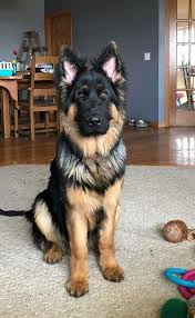 Der Ausdruck Harte Person Mit Einem Herz Aus Gold Ist Vielleicht Die Beste Beschreibung Dogs Cats Shepherd Puppies Puppies German Shepherd Dogs