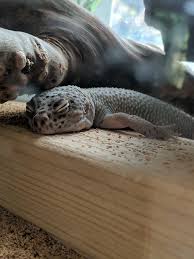 Leopard geckos do sneeze normally, but it's often quick. Leopard Gecko Leopard Gecko Cute Lizard Cute Reptiles