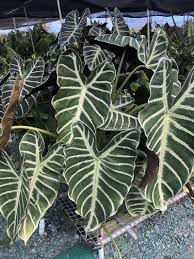 Image result for Kotschya longiloba