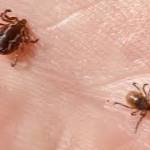  Ticks that carry Lyme disease surviving even deep-freeze winters, research shows