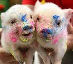 In Love With These Cuties Friends Who Slay Together Stay Together Happy Pig Day Everyone Oink Oink Pinterest Cute Baby Pigs Baby Pigs Pet Pigs