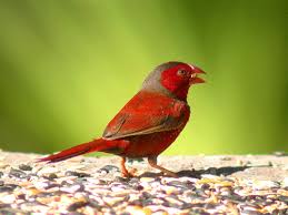 Crimson Finch For Sale Birdsville Bird Shop Sydney Finch Bird Photography Birds For Sale