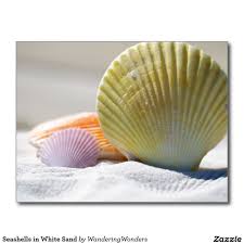 Seashells In White Sand Postcard Zazzle Com Fotografia De Playa