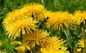 Check spelling or type a new query. Healing Plants You Can Forage American Forests