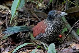 The Wonderful Banded Ground Cuckoo A Real Treat On Our Ecuador Tours Pete Morris Birds Bird Species Weird Animals