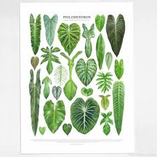 Philodendron Species Print Di 2020 Tanaman Indoor Ide Berkebun Tanaman
