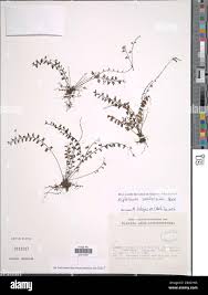 Image result for Asplenium sandersonii