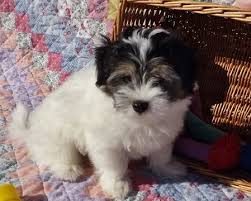 Available pets birds puppies small animals breeds about. Litter Of 6 Havanese Puppies For Sale In Andover Ma Adn 56498 On Puppyfinder Com Gender Male S Havanese Puppies For Sale Havanese Puppies Puppies For Sale