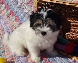 Maybe you would like to learn more about one of these? Litter Of 6 Havanese Puppies For Sale In Andover Ma Adn 56498 On Puppyfinder Com Gender Male S Havanese Puppies For Sale Havanese Puppies Puppies For Sale