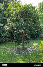 Image result for Theaceae