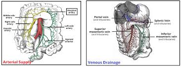 Learn vocabulary, terms and more with flashcards, games and other study ams: The Colon Ascending Transverse Descending Sigmoid Teachmeanatomy