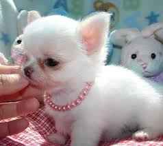 Baby Chihuahua That Looks Like Juliet Did Only Juliet Has Floppy Ears Dogs Animal C Chihuahua Puppies Chihuahua Puppies For Sale Teacup Chihuahua Puppies