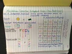 Monohybrid cross problems worksheet with answers best the law from monohybrid cross worksheet answers , source: Genetics Unit Edpuzzle Videos Amoeba Sisters Foil Method Gif Mendelian Genetics Dihybrid Cross Biology Notes Biology Lessons Biology Classroom