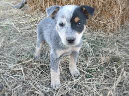Browse thru our id verified puppy for sale listings to find your perfect puppy in your area. Blue Heelers Puppies Wallpapers Wallpaper Cave