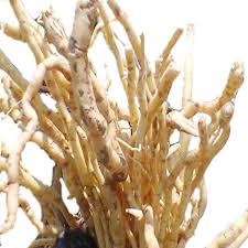 Image result for Mondia whitei