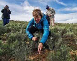 Image result for Orthochilus adenoglossus