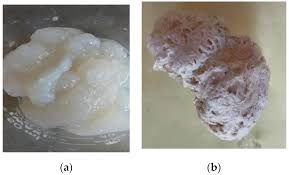 Hence tattler fish is halaal. Marine Drugs Free Full Text Chemical And Antioxidant Characteristics Of Skin Derived Collagen Obtained By Acid Enzymatic Hydrolysis Of Bigeye Tuna Thunnus Obesus Html