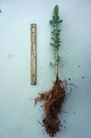 Baby blues are an excellent strain of colorado blue spruce. Picea Pungens Var Glauca Majestic Blue Colorado Blue Spruce For Sale