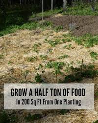 Grow A Half Ton Of Food In 200 Sq Ft From One Planting Plants Growing Food Growing Vegetables