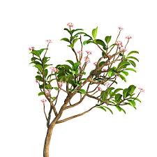 Frangipani Tree With Images Frangipani Tree Plumeria