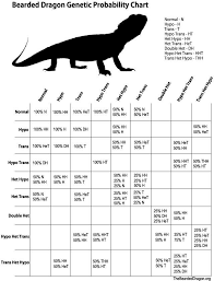 Bearded Dragon Breeding Chart Baby Bearded Dragon Bearded Dragon Bearded Dragon Food