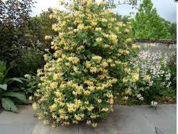 Image result for Lonicera