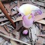 Image result for Aframomum alboviolaceum