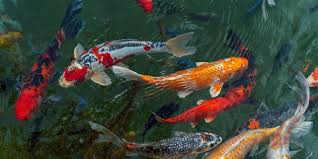 Corak pada ikan koi lebih menarik daripada ikan mas. Df4i1whmm7 Uem