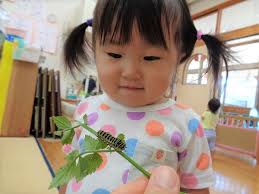 キアゲハの赤ちゃんがやって来た！