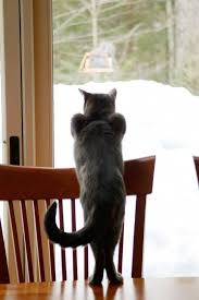 Do It Like We Do It On The Discovery Channel These Animals Ain T Nothin But Mammals And They Want To Do It Like They Do On The Discovery Channel Animals Gatos Amo A Los Gatos Perro Gato