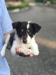 Some collies may exhibit one or two large splotches in the flanks or back, or else have. 8 Week Old Tri Colored Border Collie Do You Recon He Is Mixed With Another Breed Bordercollie
