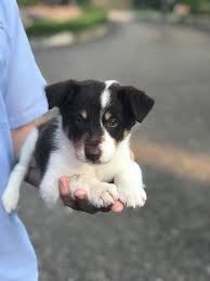 Tri colour border collie sitting in front of a white background. 8 Week Old Tri Colored Border Collie Do You Recon He Is Mixed With Another Breed Bordercollie