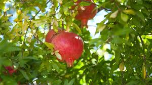 The pomegranate's leaves are starting to turn yellow. Grow A Pomegranate Tree Organic Gardening Blog Grow Organic