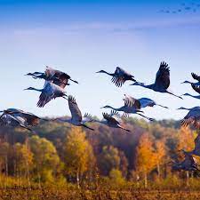 (c) superior national forest, some rights reserved (cc by). Sherburne National Wildlife Refuge Explore Minnesota