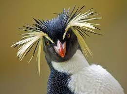 World Penguin Day: 6 Places You'd Never Have Thought You Could See Them |  The Independent
