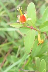 Image result for Hypericum aethiopicum
