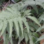 Image result for Pteris linearis