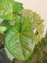Image result for Synaptolepis alternifolia