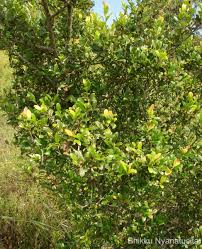Image result for Diospyros ferrea
