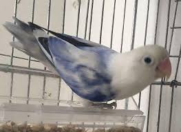 Maybe you would like to learn more about one of these? Ready To Breed Sable Lovebird For Sale In Staten Island New York Classified Americanlisted Com