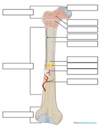 A long bone has two parts: Label A Long Bone Key By Biologycorner Teachers Pay Teachers